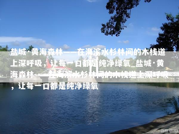 盐城·黄海森林——在海滨水杉林间的木栈道上深呼吸，让每一口都是纯净绿氧_盐城·黄海森林——在海滨水杉林间的木栈道上深呼吸，让每一口都是纯净绿氧