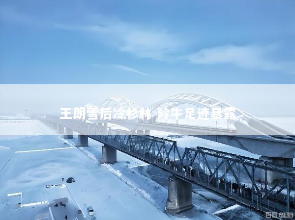 王朗雪后冷杉林 羚牛足迹暴露