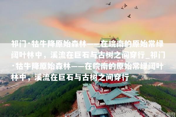 祁门·牯牛降原始森林——在皖南的原始常绿阔叶林中，溪流在巨石与古树之间穿行_祁门·牯牛降原始森林——在皖南的原始常绿阔叶林中，溪流在巨石与古树之间穿行